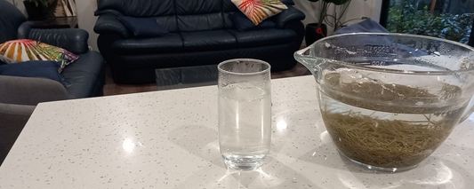 How to make pine needle tea